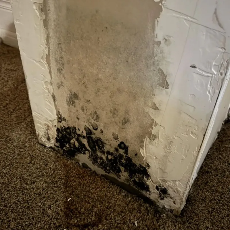 Professional Mold Removal in Columbia City, IN